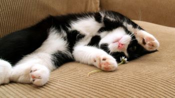 Как защитить диван от кота